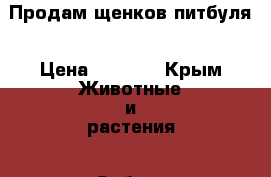  Продам щенков питбуля › Цена ­ 6 000 - Крым Животные и растения » Собаки   . Крым